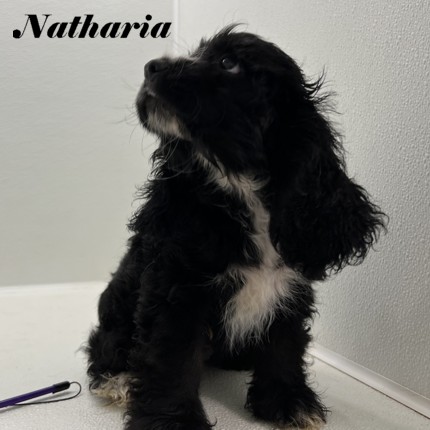 puppy, for, sale, Cocker Spaniel, Joe & Cherri  Overlease, dog, breeder, Miller, MO, dog-breeder, puppy-for-sale, forsale, nearby, find, puppyfind, locator, puppylocator, aca